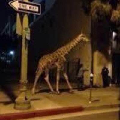 The Offical Giraffe.