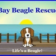 Bay Beagle Rescue, Inc. is dedicated to saving those beagles most in need. Our goal is to provide them with safe, loving homes.