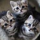 ねこすきmaleです！