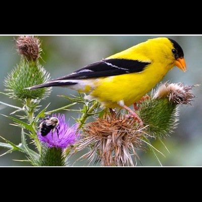 LilaclilyLily's profile picture. "It's the possibility of having a dream come true that makes life interesting"