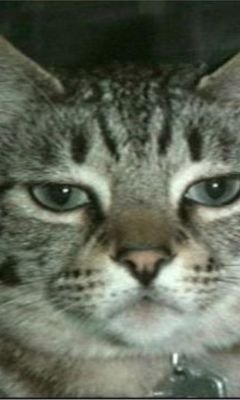I am the official Louisville Raped Cat