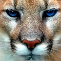 CVMS Cougar (@cajonvalleyms) 's Twitter Profile
