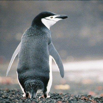 International Penguin Early Career Scientists (IPECS). Dedicated to providing career development, networking, and workshops for Early Career Penguin Scientists