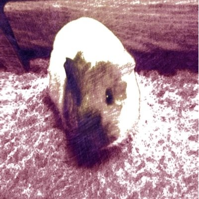 Cutest guinea pig eva!!