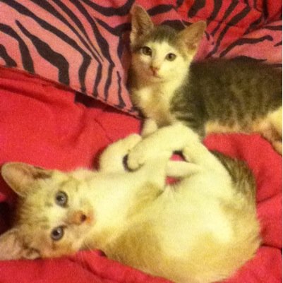 GordNHalo's profile picture. Two kittens, one brother and one sister! We are cute so give us a follow! :)