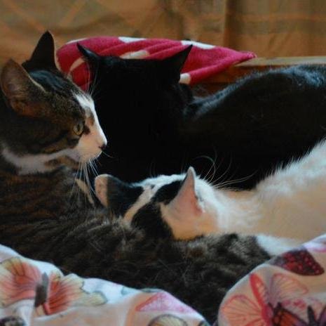 Cats and furry animals are best.  Coincidences are Circumstantial Evidence - Kelly Siegler.