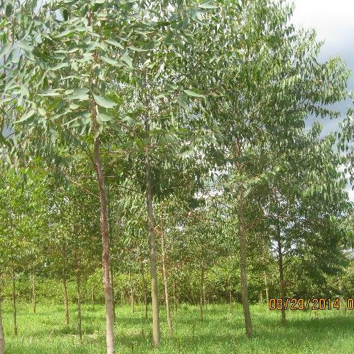 Back ground of accounting,interests in real estate,forestry,fruits farming and land speculation