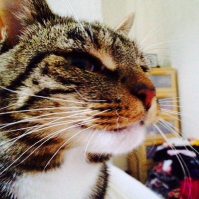 Adventurous tabby. Friendly and fiesty. Haven't got many lives left