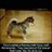 donivanastalli1 retweeted this