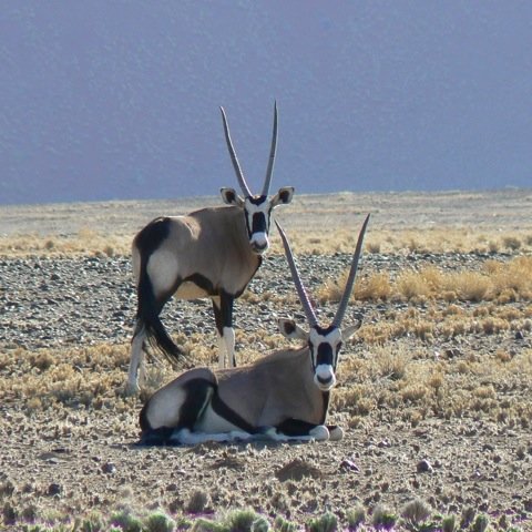 in the UK after travels in Botswana, Vietnam and South Africa. live to explore.  fortunate to live in a wonderful Bucks village. thinking of the bigger picture.
