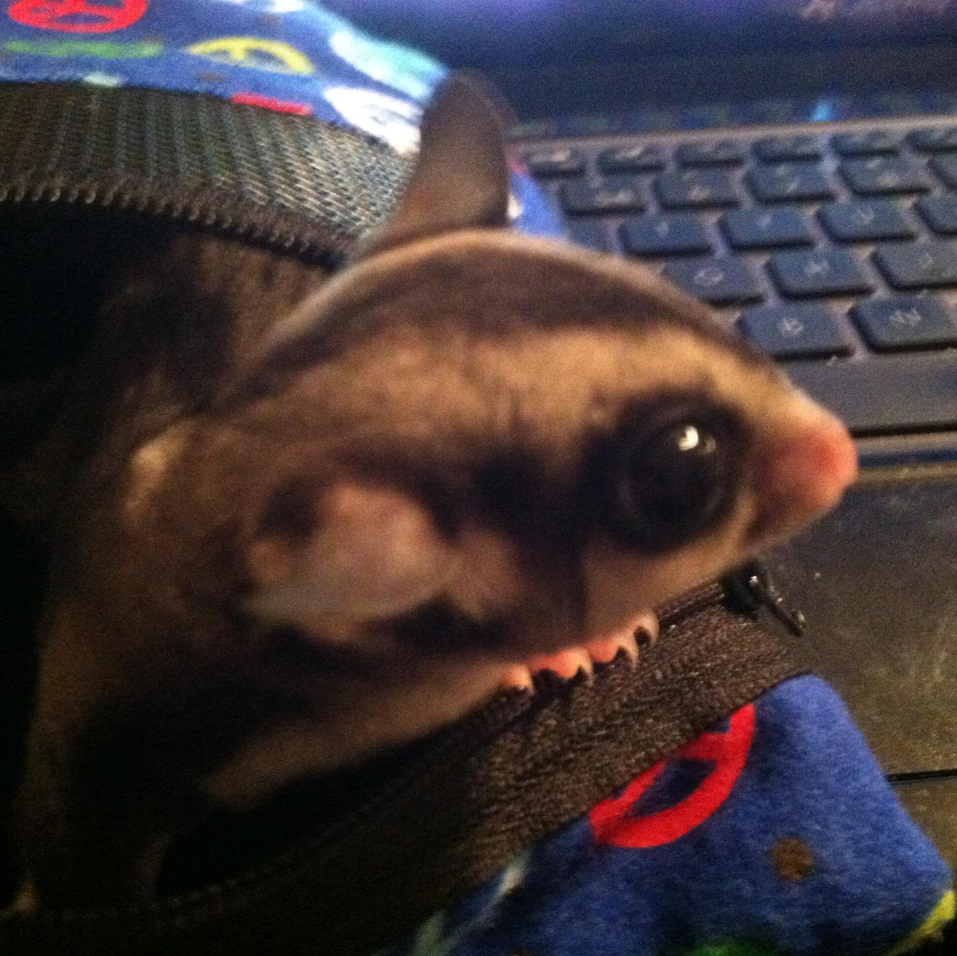 Hawainarmychild's profile picture. 