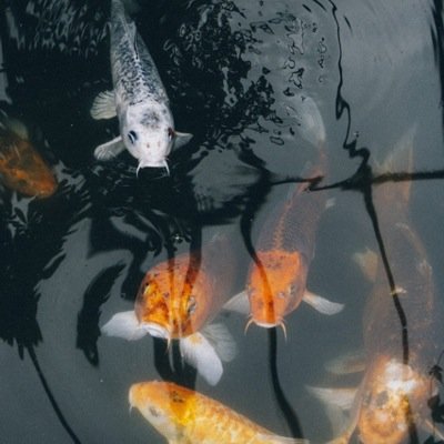 SnipesPluto's profile picture. Sniper // Gt:Plutorioustic