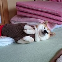 市民日和 (@asukatssrs) 's Twitter Profile