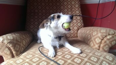I am a Jack Russell Terrier. Interests include: sleeping, walking, eating and chicken wings. And eating. And sleeping. Best friend: @pianoskate