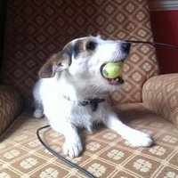 Norman Terrierist (@normterrierist) Twitter profile photo