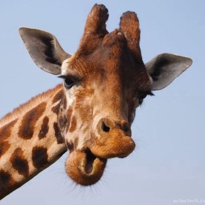 Free my boys from louisville zoo