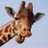 GiraffePurge's profile image