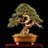 KitoraBonsai's profile image
