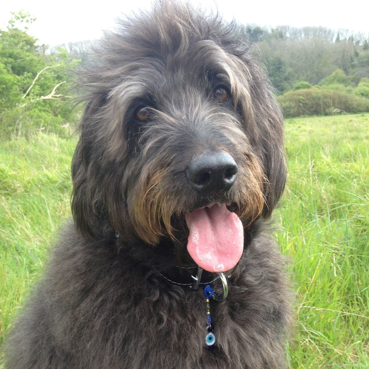 TillyBigDoodle's profile picture. Hi there - I'm a big F1 Labradoodle girl. I love to eat, swim, play and walk. Agility superstar!!