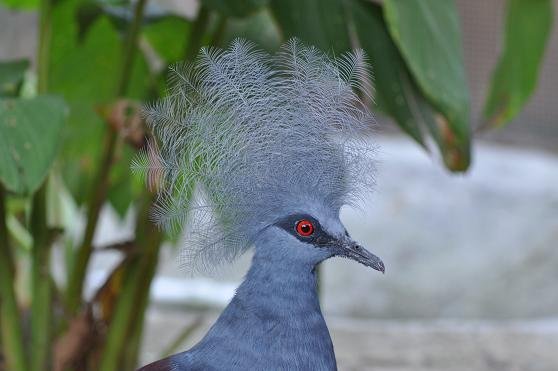 Largest breeder of Crown Pigeons in North America