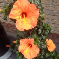 Gre Huisman (@grehuisman) 's Twitter Profile