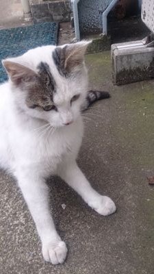 yukimasa4529yu's profile picture. 無言、無差別フォロー失礼致します！ 新しい事、素晴らしい作品が大好き人間！車好き！バイク好き！ミニ四駆好き！MRDドリフト好き！オーディオ好き！映画好き！趣味軍拡・一応サバゲーマー！？仕事関係の毒吐きします！偽善者！愛国心はあります！仁義のない人、失礼な人は嫌いです！