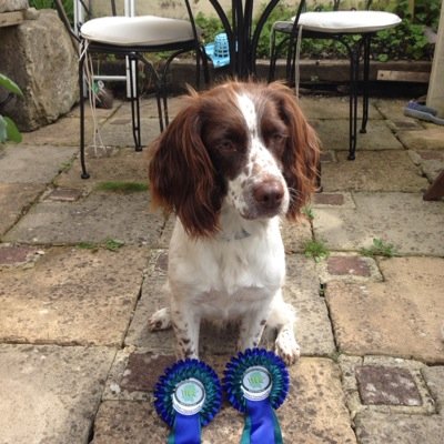 Adventures of a Springer Spaniel in the English Cotswolds.