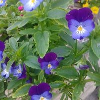 Maria Lea (@mariaadelfina_) 's Twitter Profile Photo