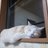 空飛ぶモフモフにゃんこ教団のアイコン