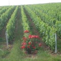 I offer champagne tours in the Aube and the Marne and wine tours in Burgundy as well as guided walks in Troyes.
