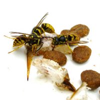 Cats Rule (@catopsisxx) 's Twitter Profile Photo