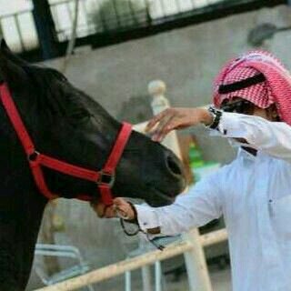 تبووك الشمال.