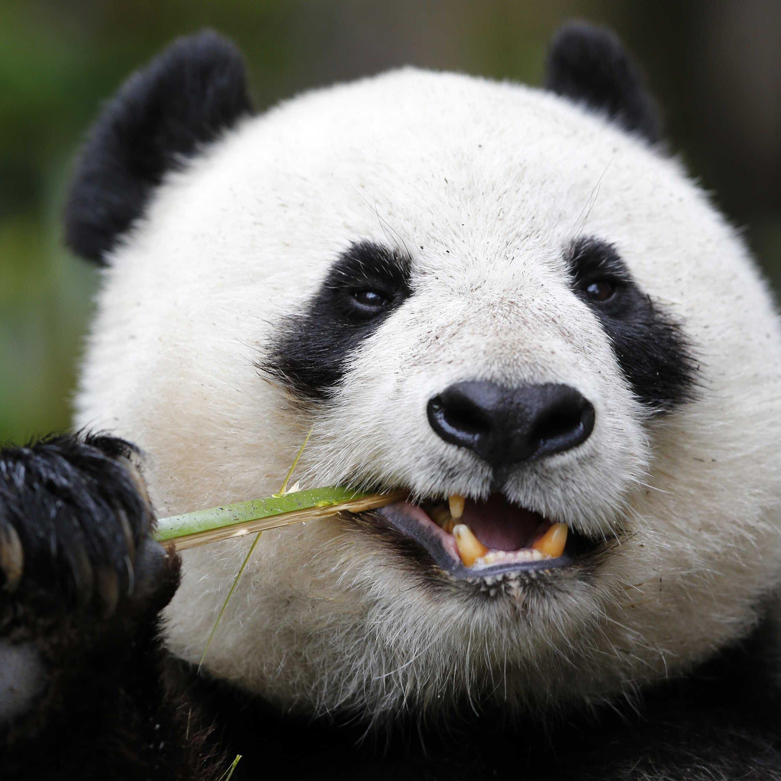 PandaGromit's profile picture. Ailuropoda melanoleuca - bamboo eater