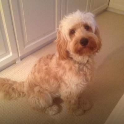 I am Toby a Cockapoo from Yorkshire, I was Born in Lincoln and now living in Yorkshire, Follow me as its a dog life...
