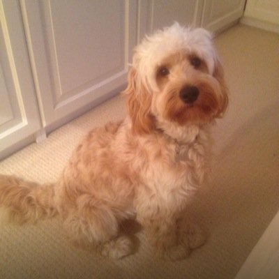 TobyCockapoo's profile picture. I am Toby a Cockapoo from Yorkshire, I was Born in Lincoln and now living in Yorkshire, Follow me as its a dog life...