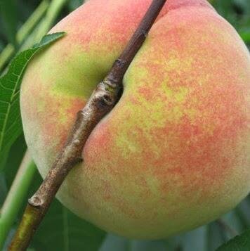 lemurspromise's profile picture. 