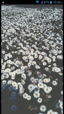 scat_giug's profile picture. 