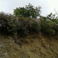 çoban çırası (@vehbibabaoglu) Twitter profile photo