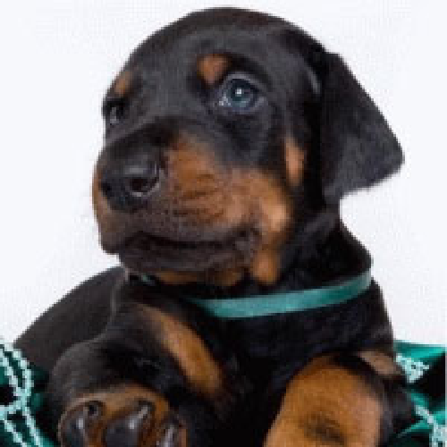 cisuzilke's profile picture. Гармония — это сочетание противоположностей. Аристотель