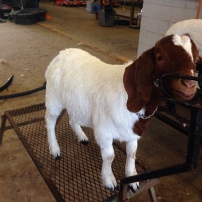 MrsVeraasClass Profile Picture