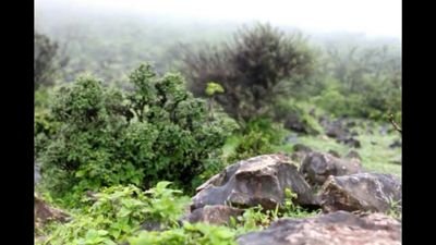 nzwany999's profile picture. ‏احبك ياوطن