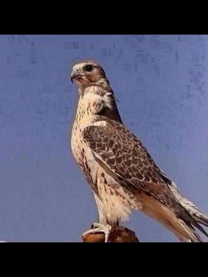 ‏‏‏‏لكم كل الاحترام والتقدير