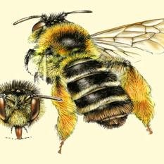 De Nederlandse bijen en haar relaties: overzicht van in Nederland en Vlaanderen voorkomende soorten. Ook op wildebijen bsky