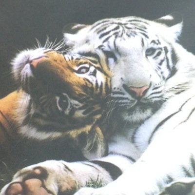 fennecfox111's profile picture. 