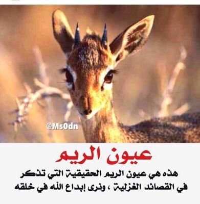 ‏اللي يتابعني عسی الله يحييه ، يامرحبا مثل المطر في هطوله، ومن صد عني جعل ربي يهنييه  ، كلن يبي ذوقه ويتبع ميوله !