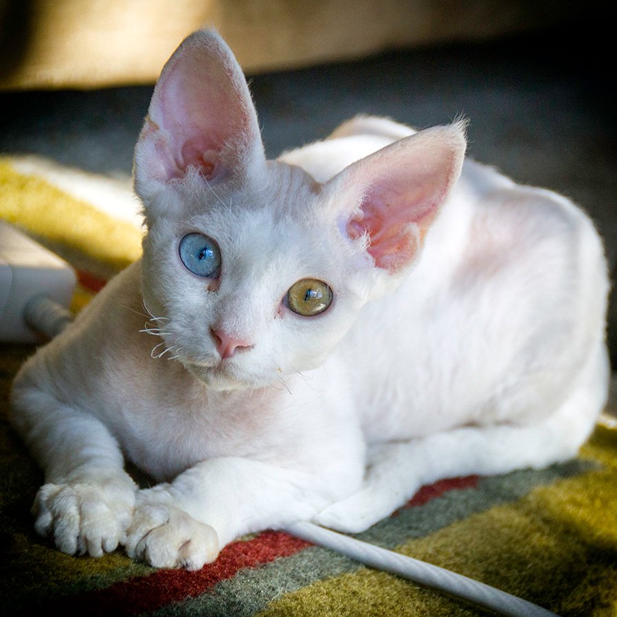 The prettiest odd eyed Devon Rex in Phoenix, AZ