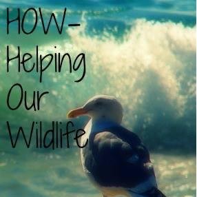 FVHS Innovation Project. Our main purpose:raise awareness about problems that cause animals to be sent to centers/shelters & help them out; conservation work 2
