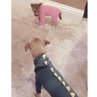 Coco,Toulouse,Ophelia and Fawkes Grande here! And we love you all! Thanks for the support! Xoxo want a follow back? Just ask