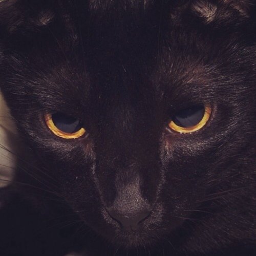 Gato lindo, gostoso e maravilhoso do @NinjaRosaChoque // CAP ❤️