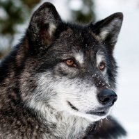 Destiny (@destinythewolf) 's Twitter Profile